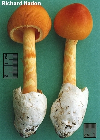 Amanita jacksonii
