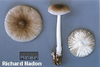 Amanita vaginata