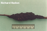 Apiosporina morbosa