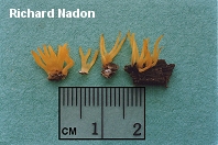 Calocera cornea