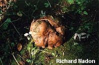 Calvatia gigantea