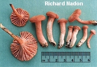 Cantharellus cinnabarinus