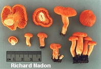 Cantharellus cinnabarinus