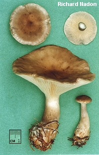 Clitocybe clavipes