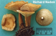 Clitocybe squamulosa