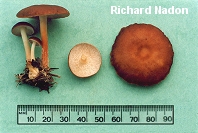Gymnopus dryophilus
