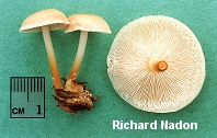 Gymnopus dryophilus