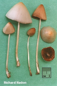 Conocybe albipes