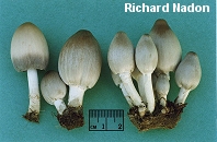 Coprinopsis atramentaria