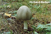 Coprinopsis atramentaria