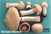 Cortinarius caperatus