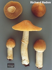 Cortinarius caperatus