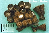 Cyathus striatus