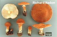 Cystoderma cinnabarinum