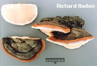 Fomitopsis pinicola