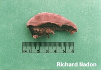 Fomitopsis rosea