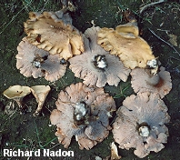 Gomphus clavatus