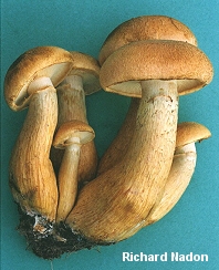 Gymnopilus junonius