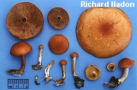 Gymnopilus liquiritiae