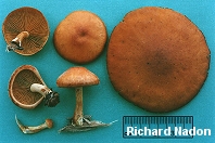 Gymnopilus liquiritiae