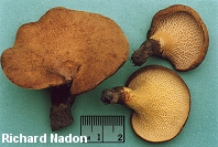 Boletinellus merulioides