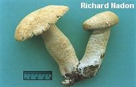 Gyroporus cyanescens