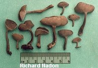Helvella macropus