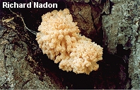 Hericium coralloides