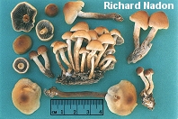 Hypholoma capnoides