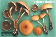 Hypholoma capnoides