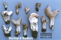 Hypomyces cervinigenus