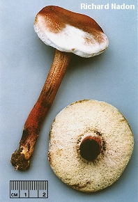 Hypomyces chrysospermus