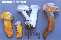 Hypomyces chrysospermus