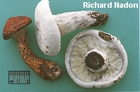 Hypomyces completus