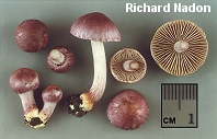 Inocybe geophylla var. lilacina