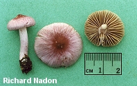 Inocybe geophylla var. lilacina