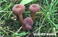 Laccaria amethystina