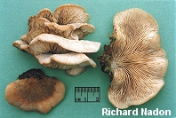 Lentinellus ursinus