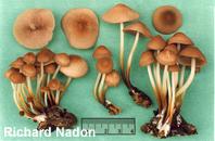 Marasmius cohaerens