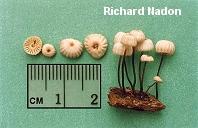 Marasmius rotula