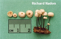 Marasmius rotula