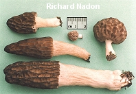 Black Morel