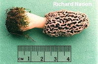Yellow Morel