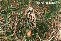 Yellow Morel