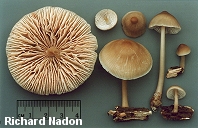 Mycena galericulata
