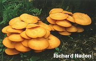 Omphalotus illudens