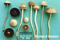 Panaeolus foenisecii