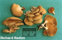 Panellus stipticus