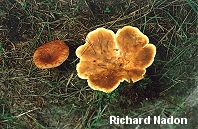 Tapinella atrotomentosa
