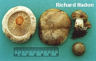 Paxillus involutus